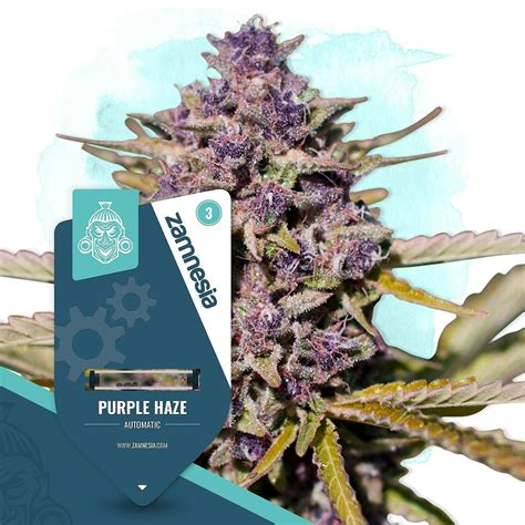 zammesia|Buy Cannabis Seeds 